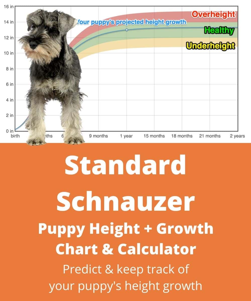 standard-schnauzer Puppy height Growth Chart